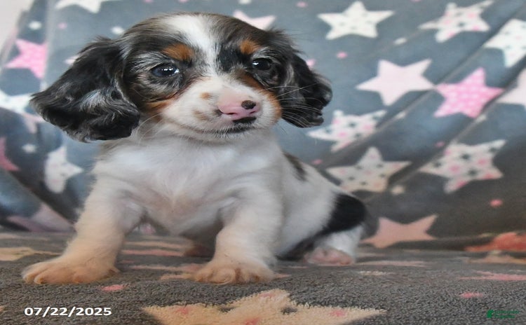 Miniature Dachshund dogs for sale - Ad 4