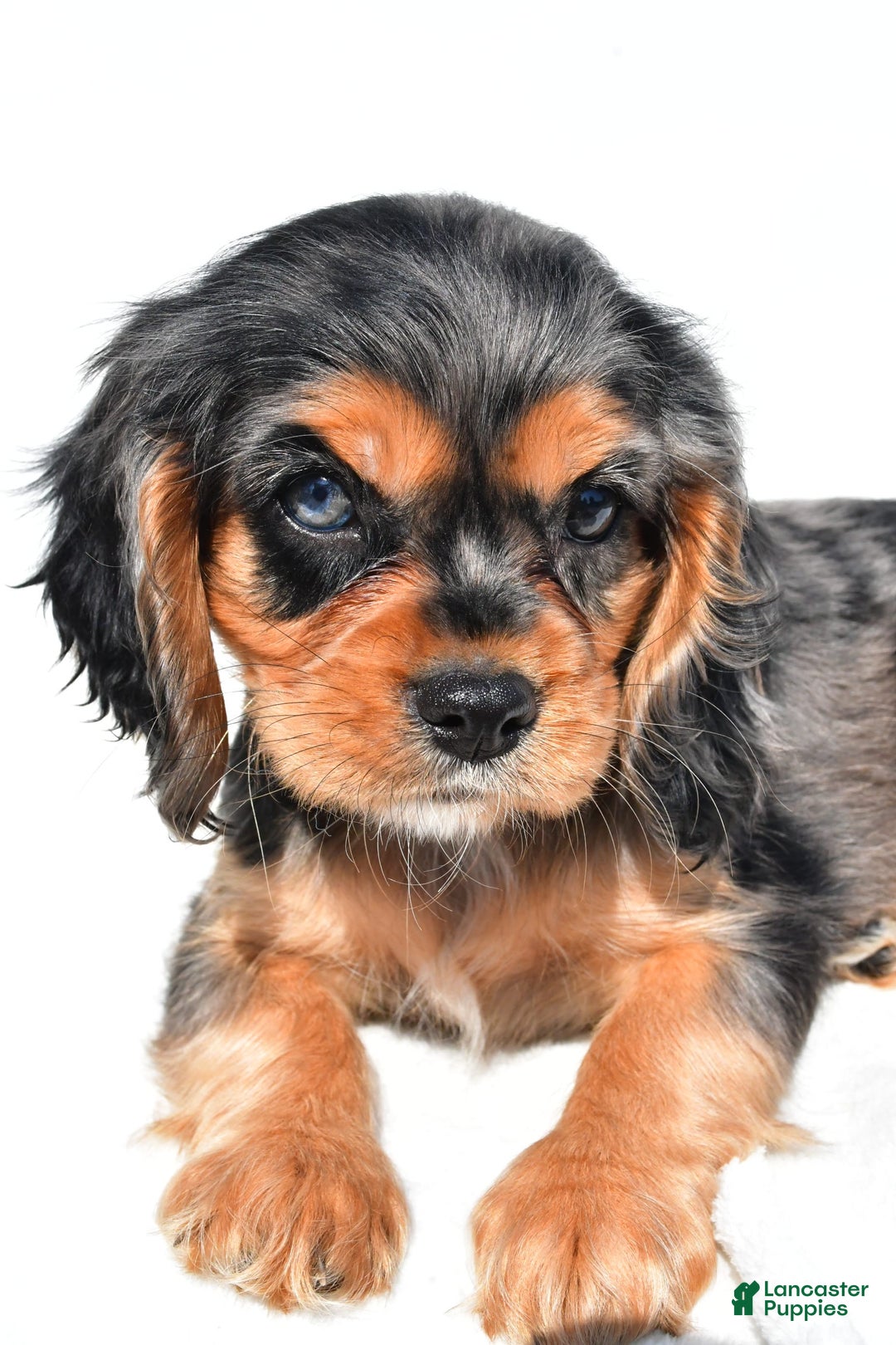 Cockalier dogs for sale: Vada - Image 4