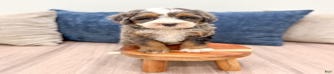 Skye