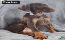 Doberman Pinscher dogs for sale: Parker - Image 2
