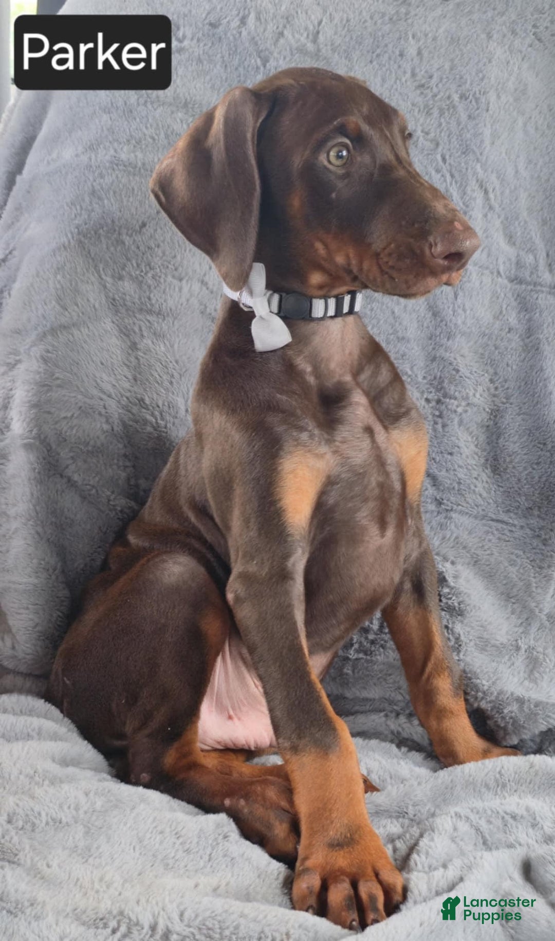 Doberman Pinscher dogs for sale: Parker - Image 2