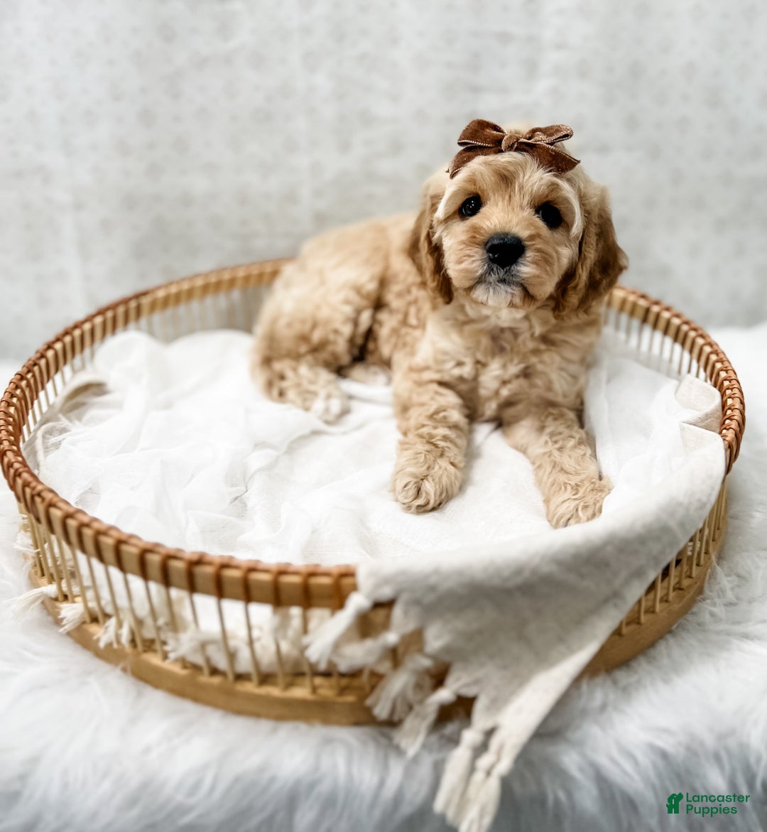 Cavapoo dogs for sale: Jackie - Image 8