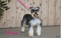 Miniature Schnauzer dogs for sale: Abby - Image 5