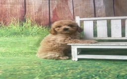 Mini Goldendoodle dogs for sale: Kona - Image 6