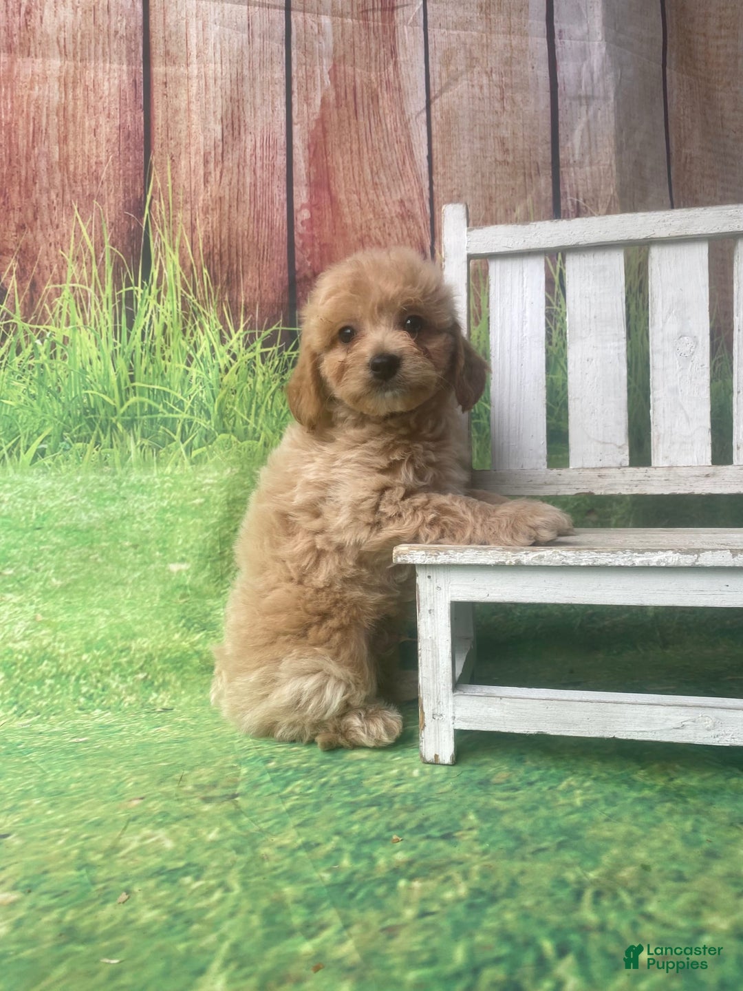Mini Goldendoodle dogs for sale: Kona - Image 6