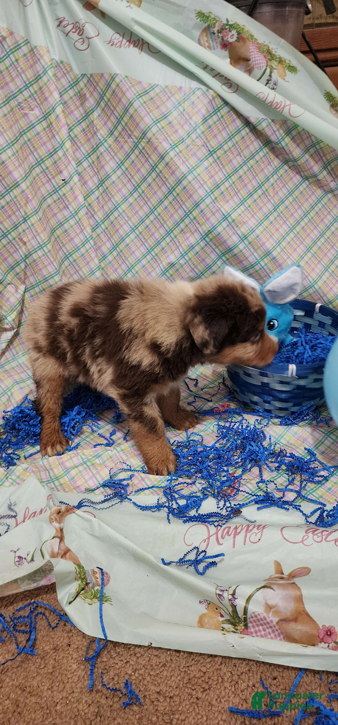 Australian Shepherd dogs for sale: Teddi - Image 4