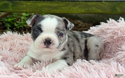 Frenchton dogs for sale: Jaida - Image 23