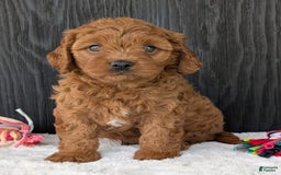 Cavapoo dogs for sale: Loki - Image 19