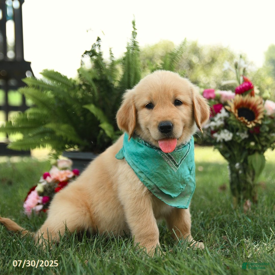 Golden Retriever dogs for sale: Mahogany - Image 2