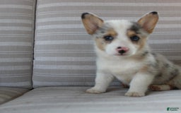 Welsh Corgi Pembroke dogs for sale: Lexi - Image 13