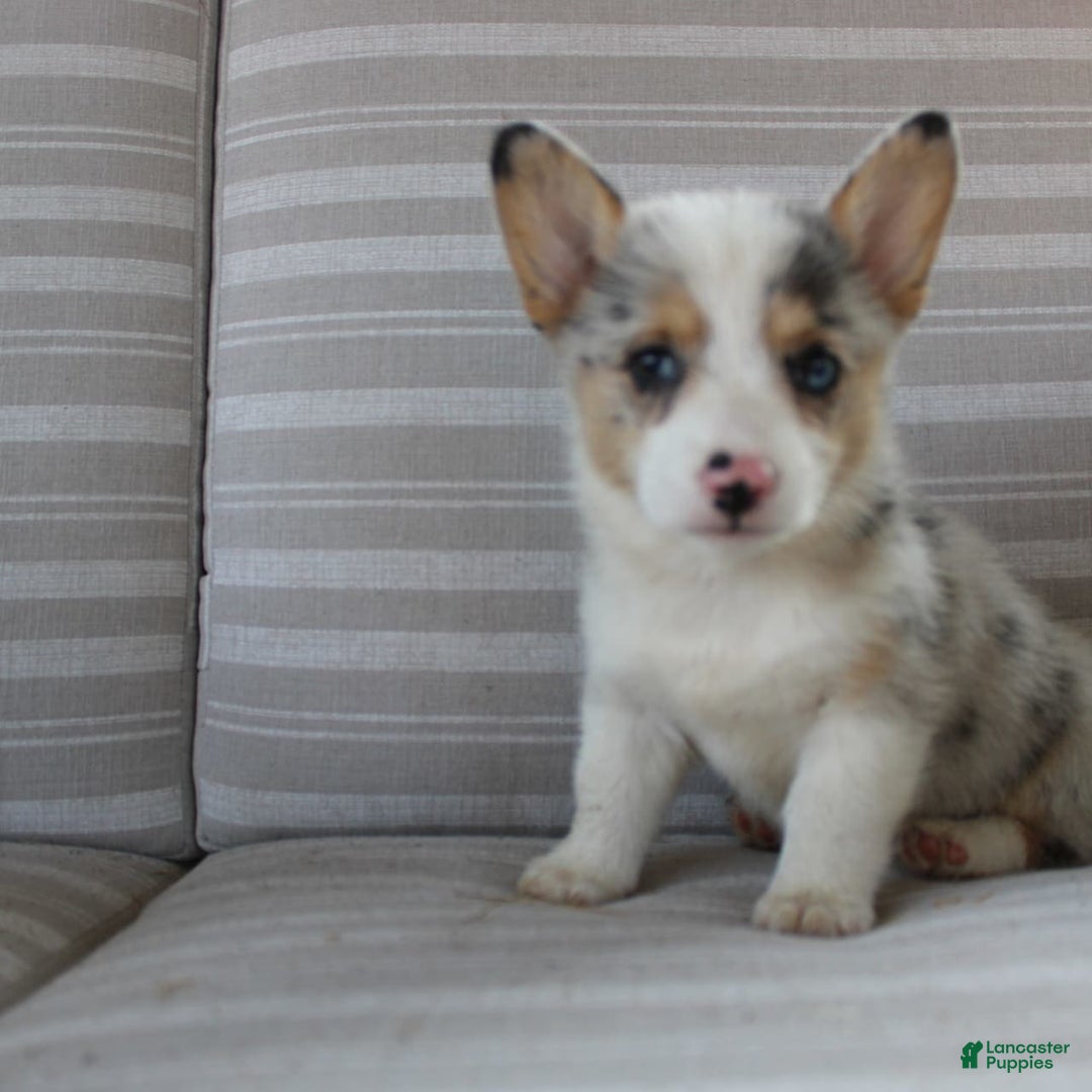 Welsh Corgi Pembroke dogs for sale: Lexi - Image 13