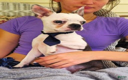 Boston Terrier dogs for sale: Nolan - Image 9
