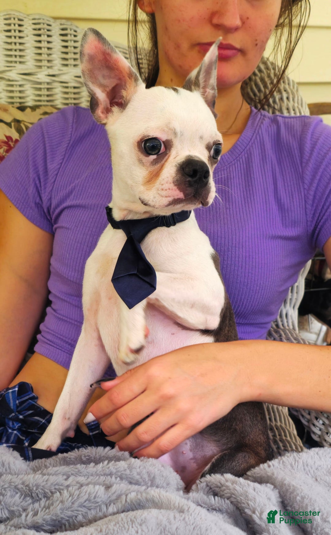 Boston Terrier dogs for sale: Nolan - Image 9