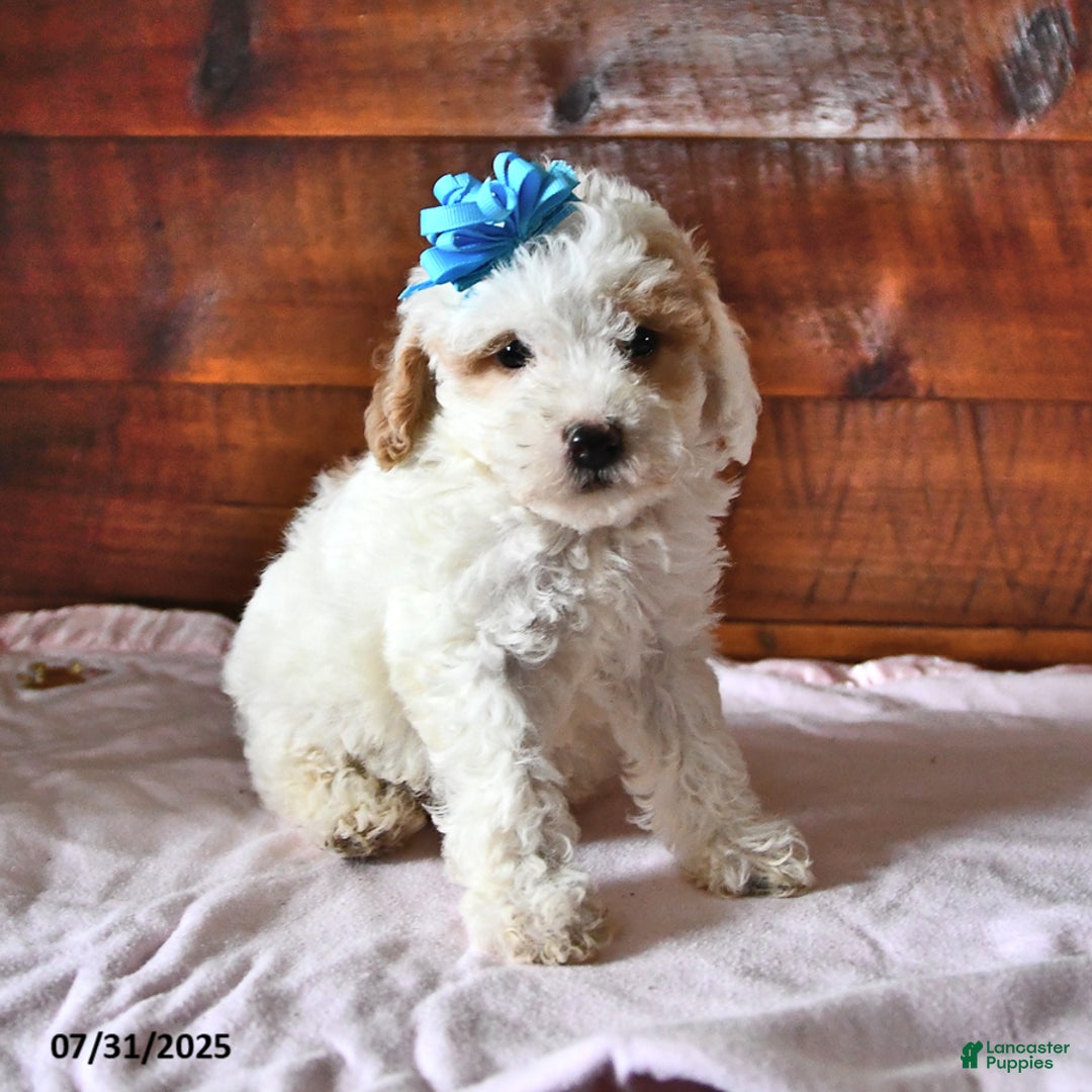 Miniature Poodle dogs for sale: Thistle - Image 2