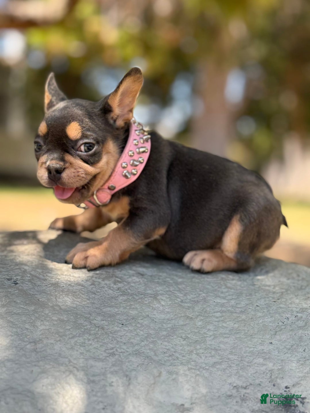 French Bulldog dogs for sale: French Bulldog 4 puppies - Image 1