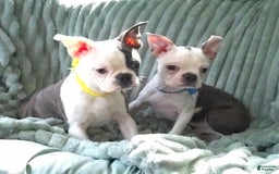 Boston Terrier dogs for sale: Nolan - Image 19