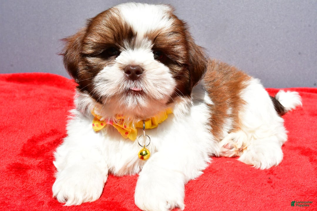 Shih Tzu dogs for sale: Jasper - Image 3