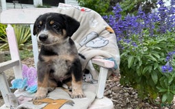 Australian Cattle Dog dogs for sale: Milo - Image 3