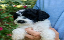  dogs for sale: Rolly - Image 1