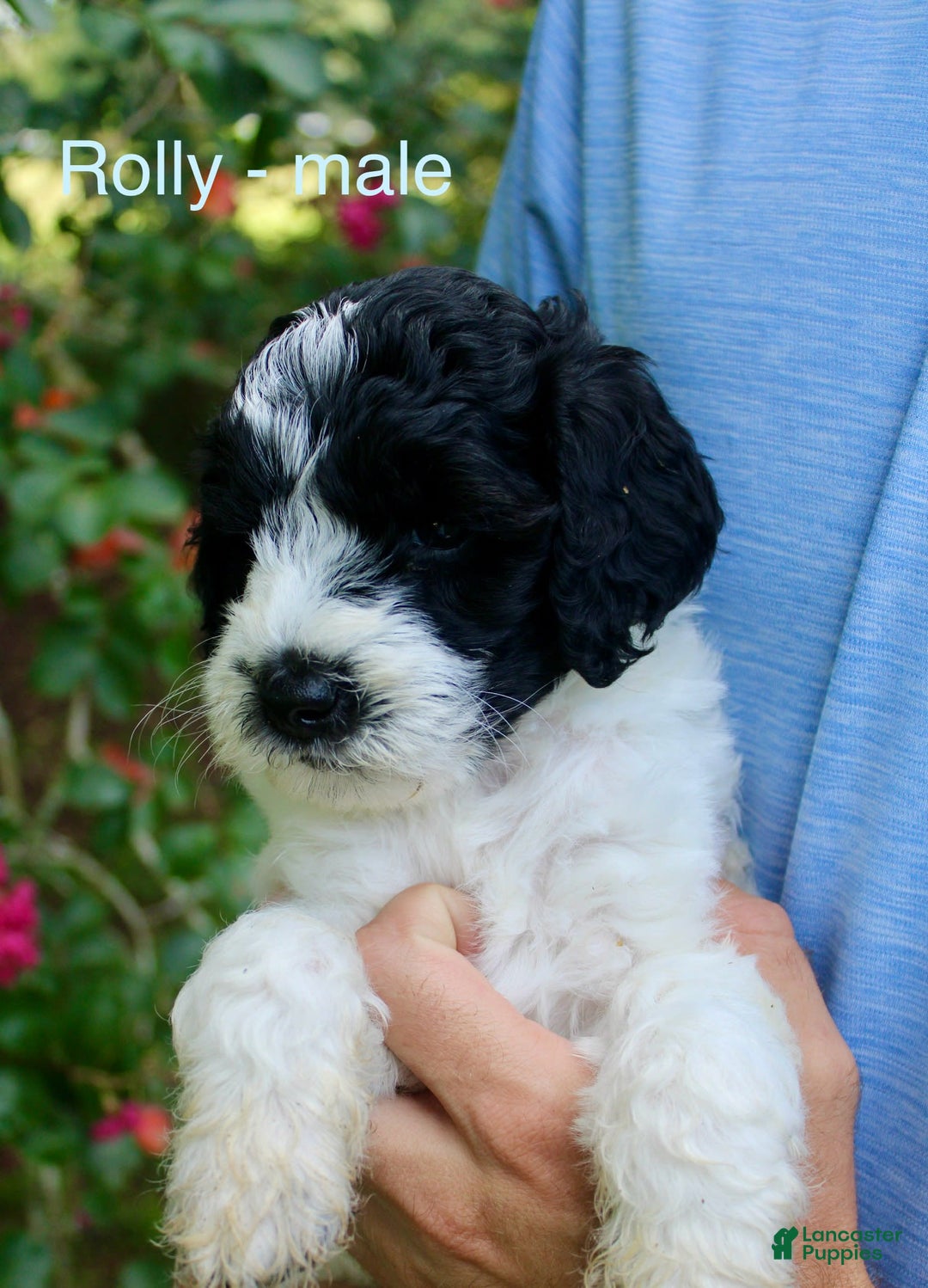  dogs for sale: Rolly - Image 1