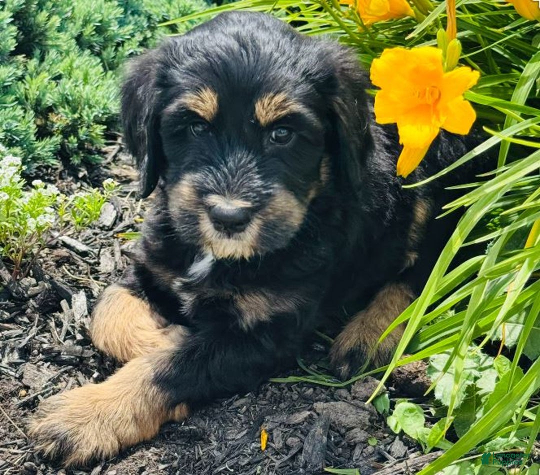 Bernedoodle dogs for sale: Charlie - Image 6