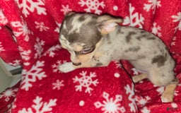 Chihuahua dogs for sale: Merle boy/Green Eyes - Image 1