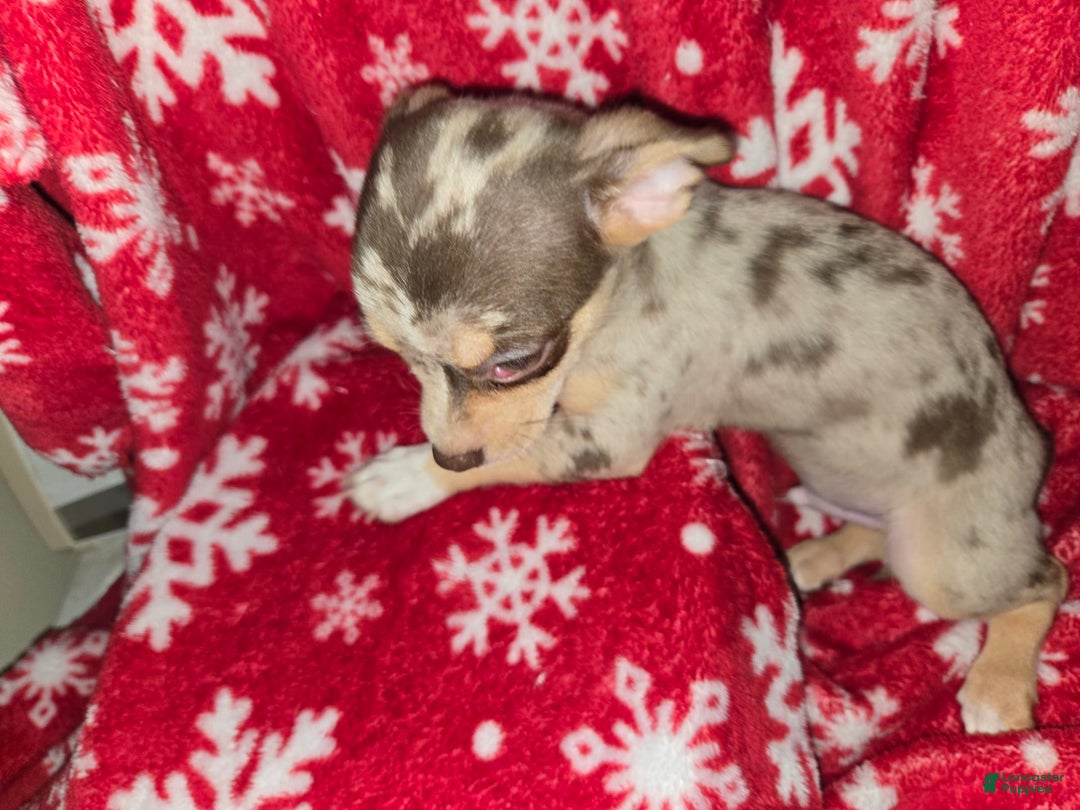 Chihuahua dogs for sale: Merle boy/Green Eyes - Image 1
