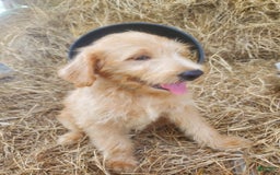 Labradoodle dogs for sale: Aria - Image 4
