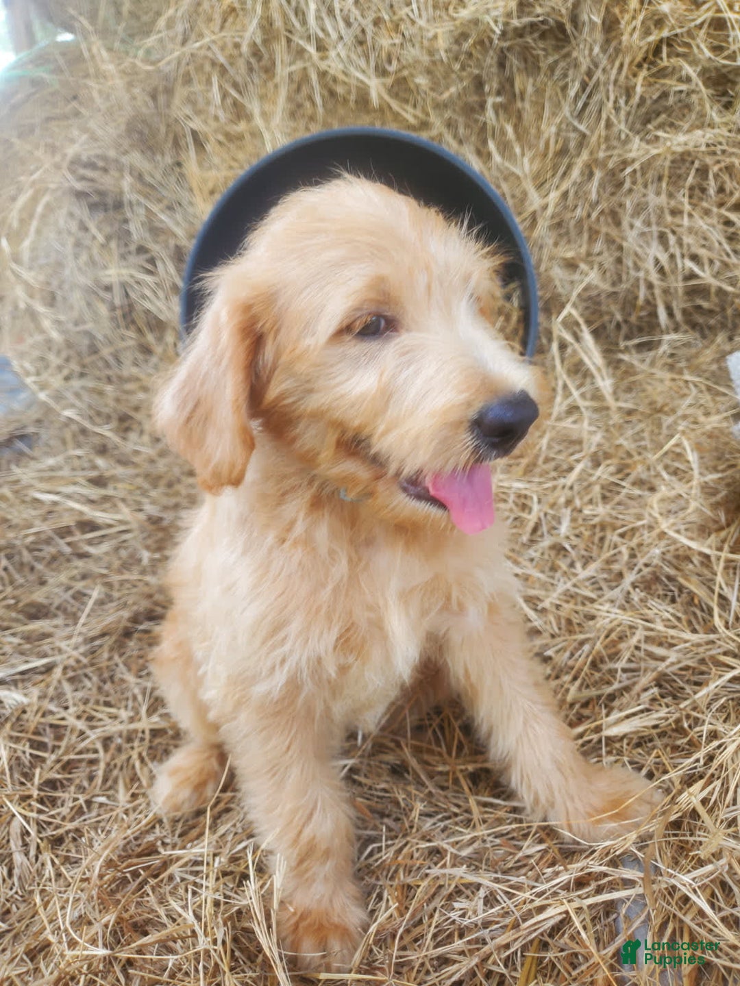 Labradoodle dogs for sale: Aria - Image 4