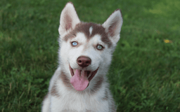 Siberian Husky dogs for sale: Reno - Image 12