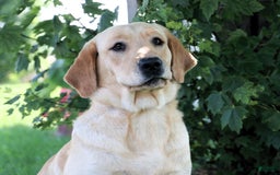 Labrador Retriever dogs for sale: Bird - Image 4