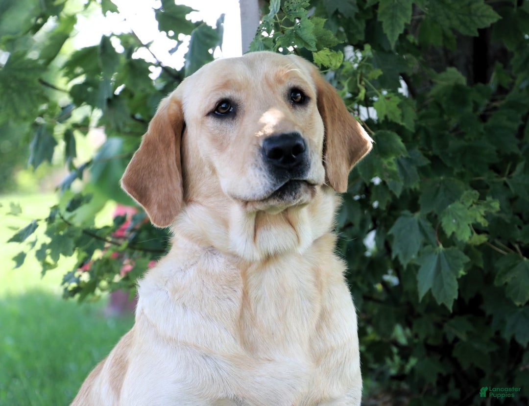 Labrador Retriever dogs for sale: Bird - Image 4