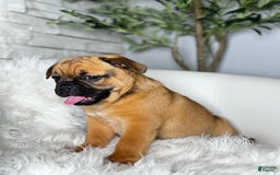 Beabull dogs for sale: Beabull 5 puppies - Image 6