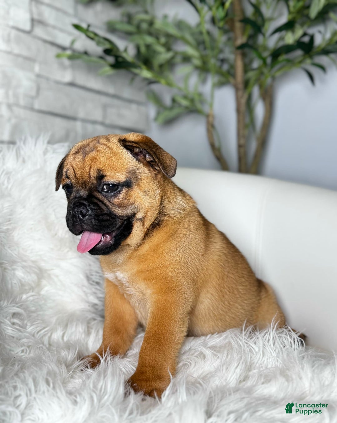 Beabull dogs for sale: Beabull 5 puppies - Image 6
