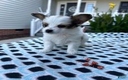 Papillon dogs for sale: Female Puppy 2 - Image 7