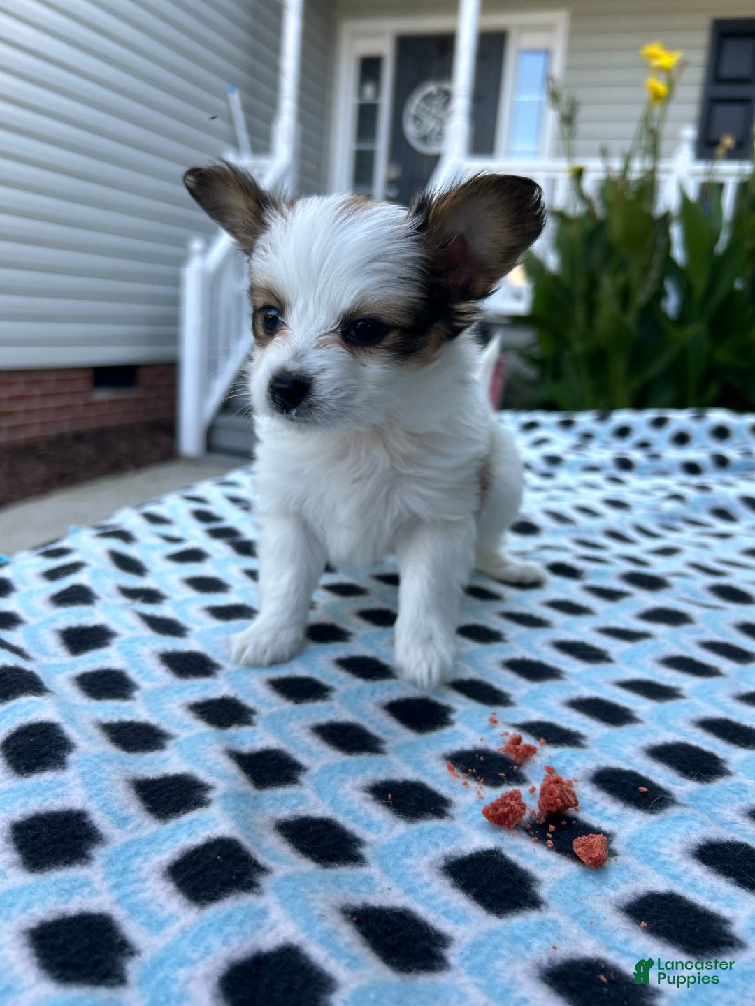 Papillon dogs for sale: Female Puppy 2 - Image 7
