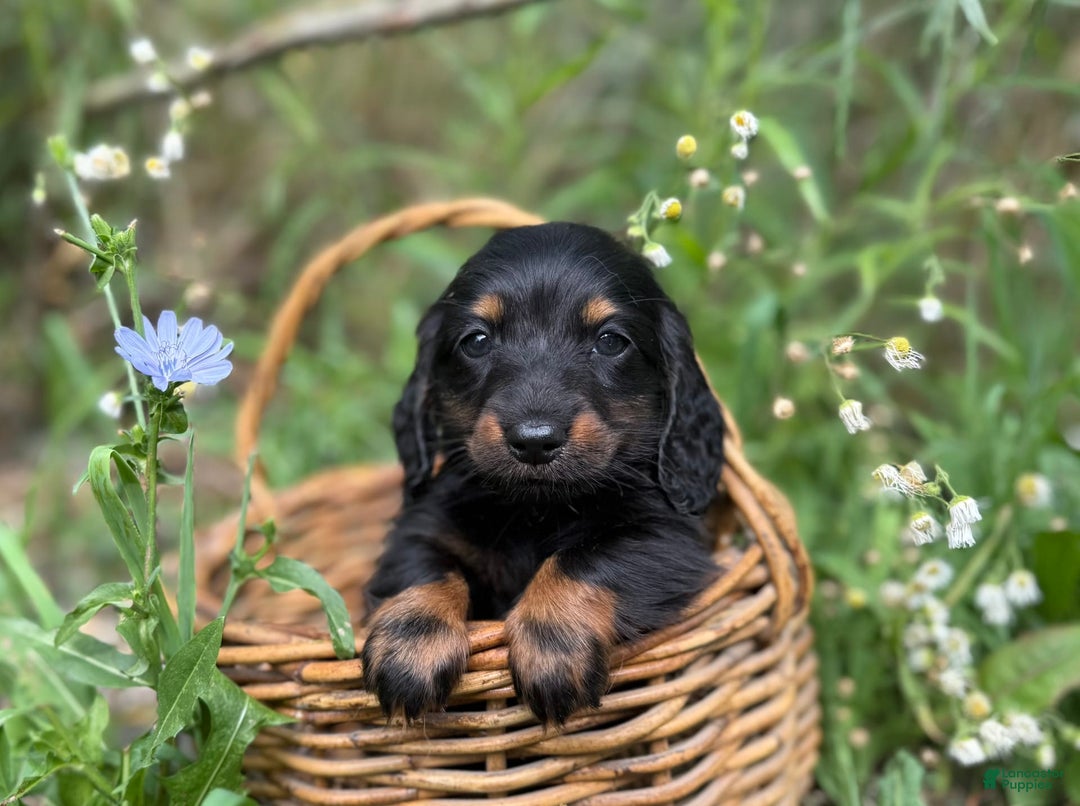 Miniature Dachshund dogs for sale: Diana - Image 1