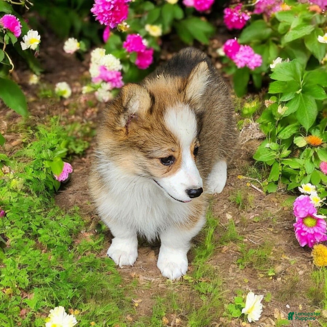 Welsh Corgi Pembroke dogs for sale: Tink Fluffy - Image 10