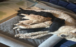 Standard Poodle dogs for sale: Dudong - Image 5