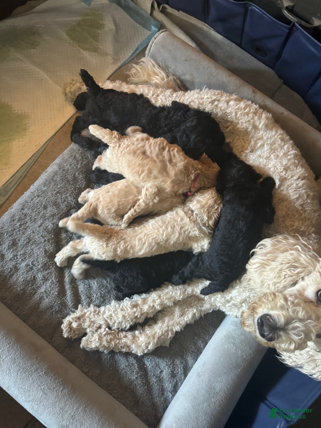 Standard Poodle dogs for sale: Dudong - Image 5