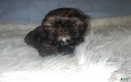 Shih Tzu dogs for sale: Glitterbug Pink - Image 3