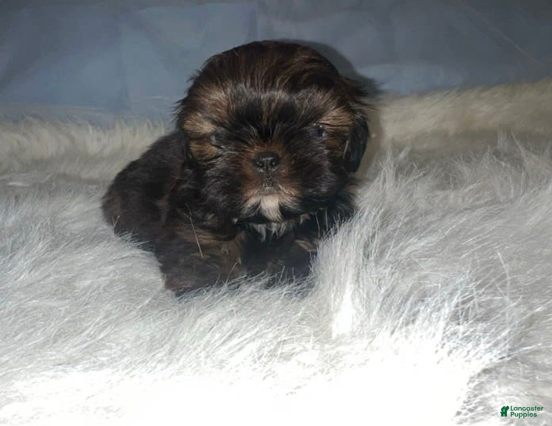 Shih Tzu dogs for sale: Glitterbug Pink - Image 3