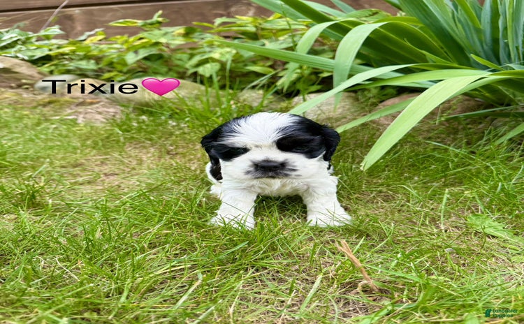 Cocker Spaniel dogs for sale - Ad 1
