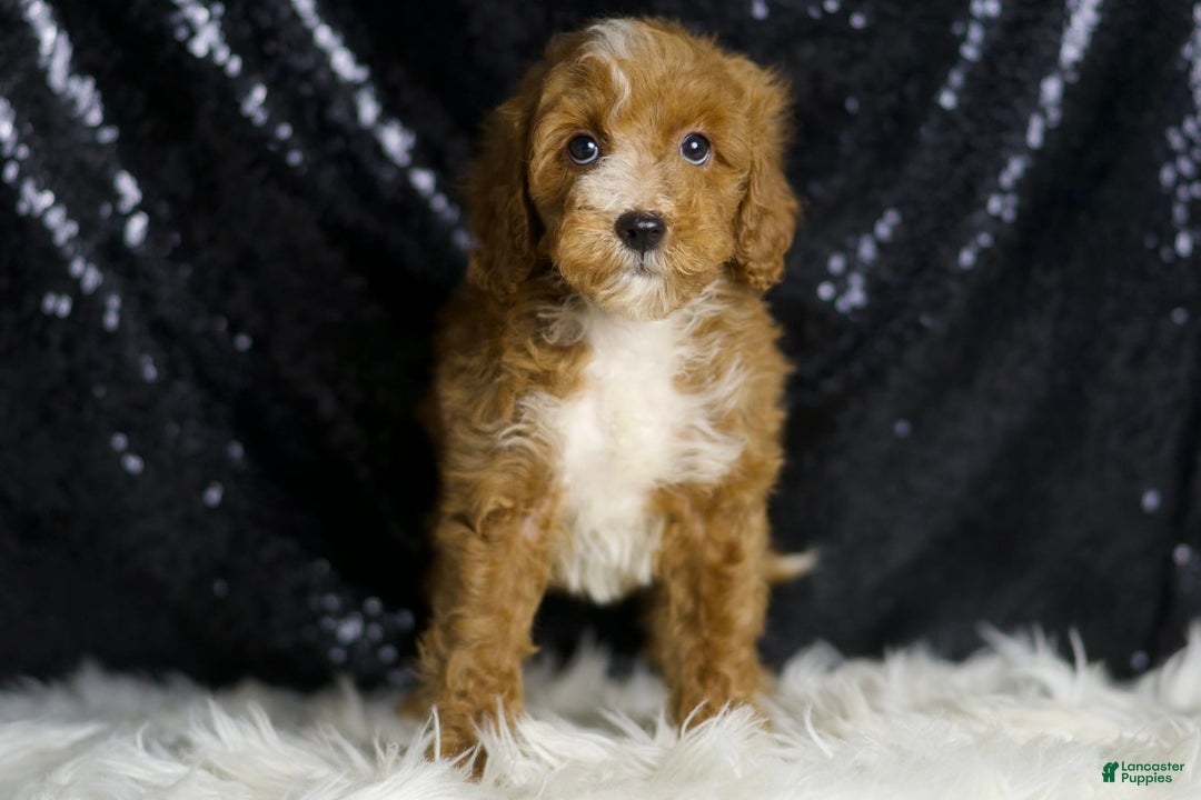 Mini Goldendoodle dogs for sale: Flashy - Image 2