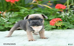 French Bulldog dogs for sale: Buffy - Image 2
