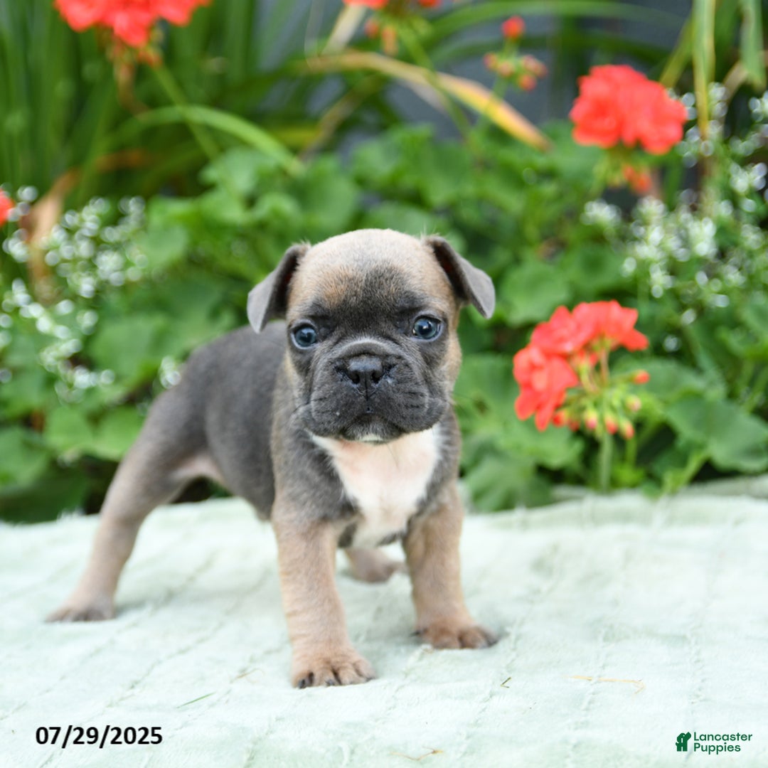 French Bulldog dogs for sale: Buffy - Image 2