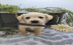West Highland Terrier dogs for sale: Jasper - Image 3