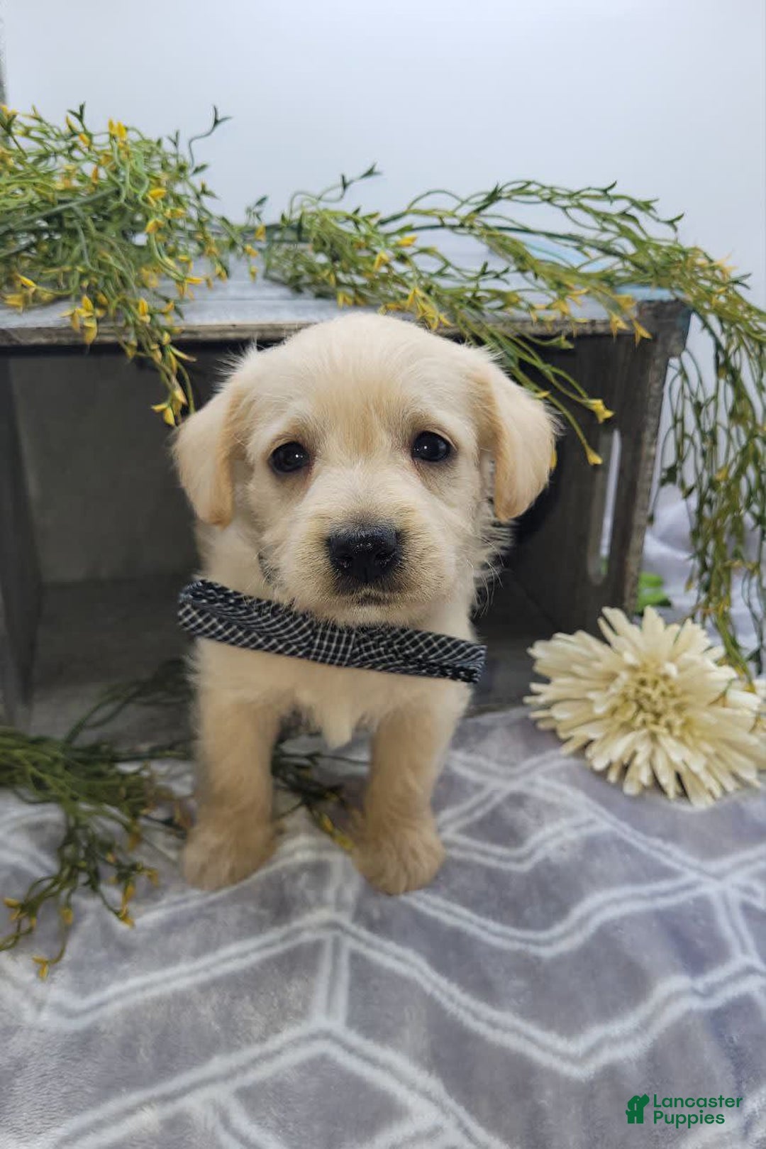 West Highland Terrier dogs for sale: Jasper - Image 3