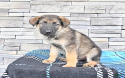 German Shepherd dogs for sale: Sport - Image 2
