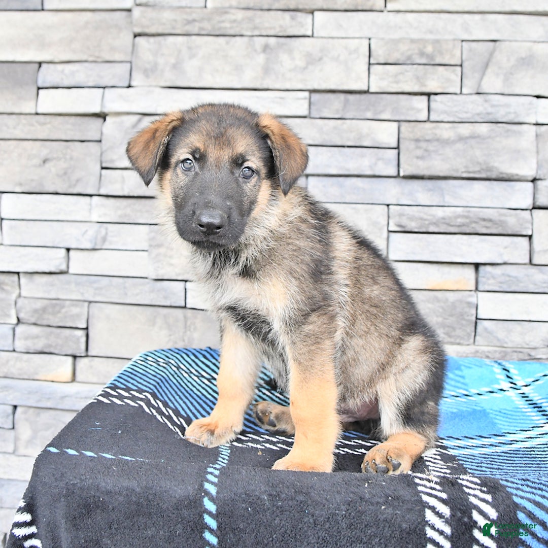 German Shepherd dogs for sale: Sport - Image 2